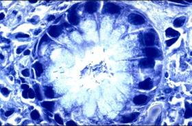 2015年美国胃肠病学会年会暨研究生课程（ACG）