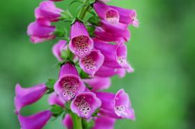 2017年美国心脏病学会年会（ACC2017）